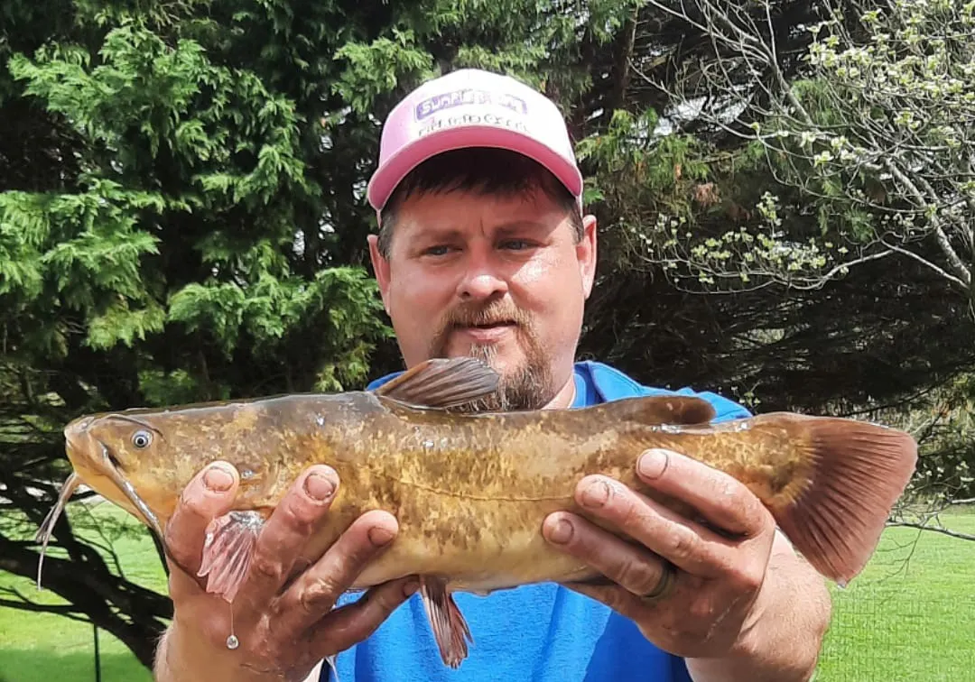 Brown bullhead