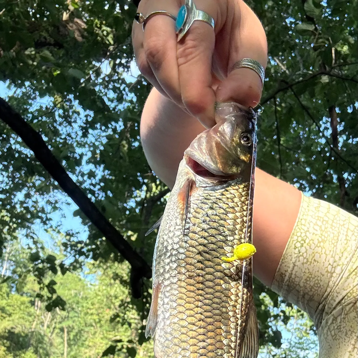 The most recent Fallfish catches on Fishbrain