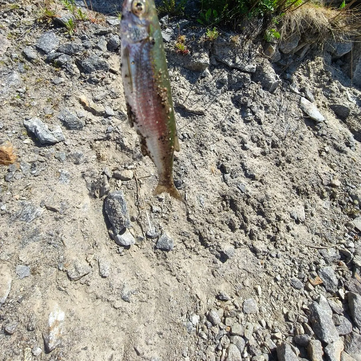 The most recent Atlantic herring catches on Fishbrain