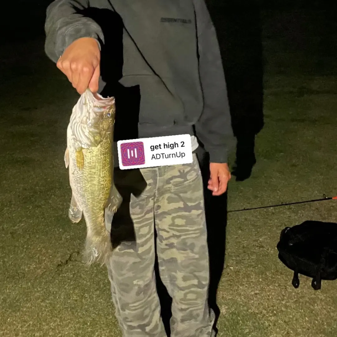 Largemouth bass caught on Fishbrain