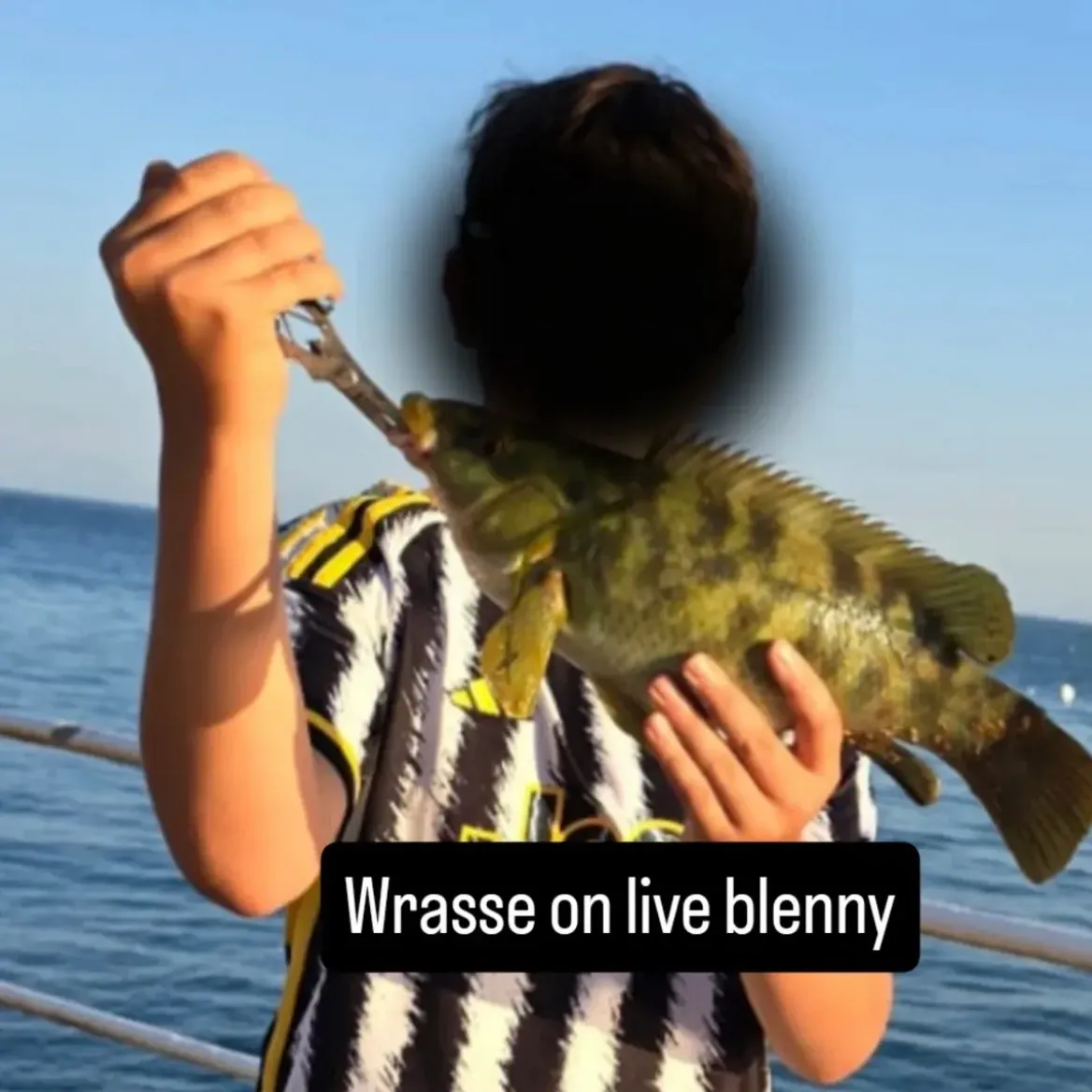 The most recent Ballan wrasse catches on Fishbrain