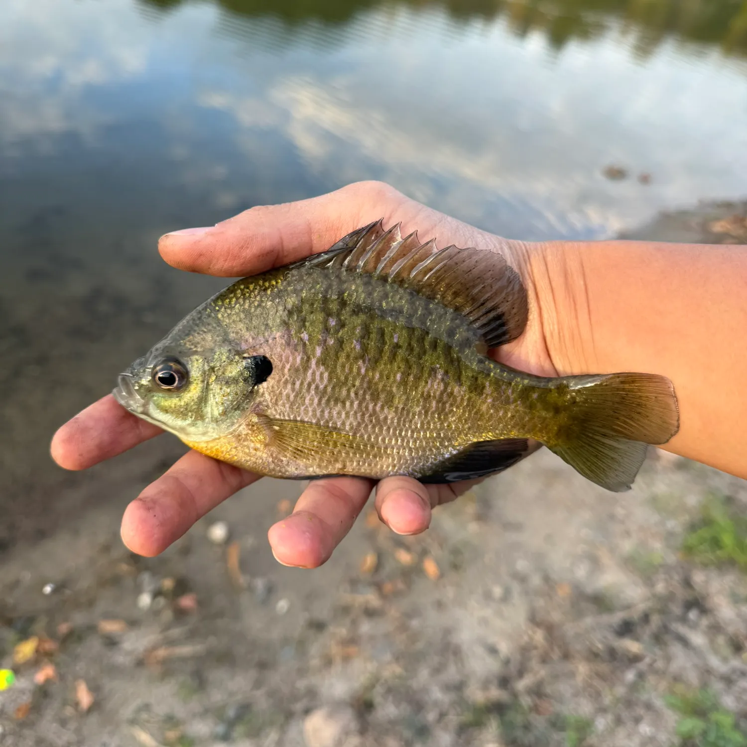 Bluegill caught on Fishbrain