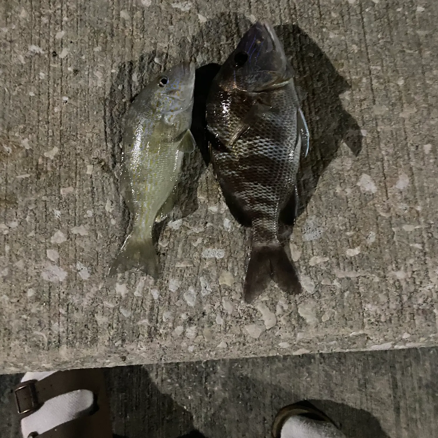 recently logged catches