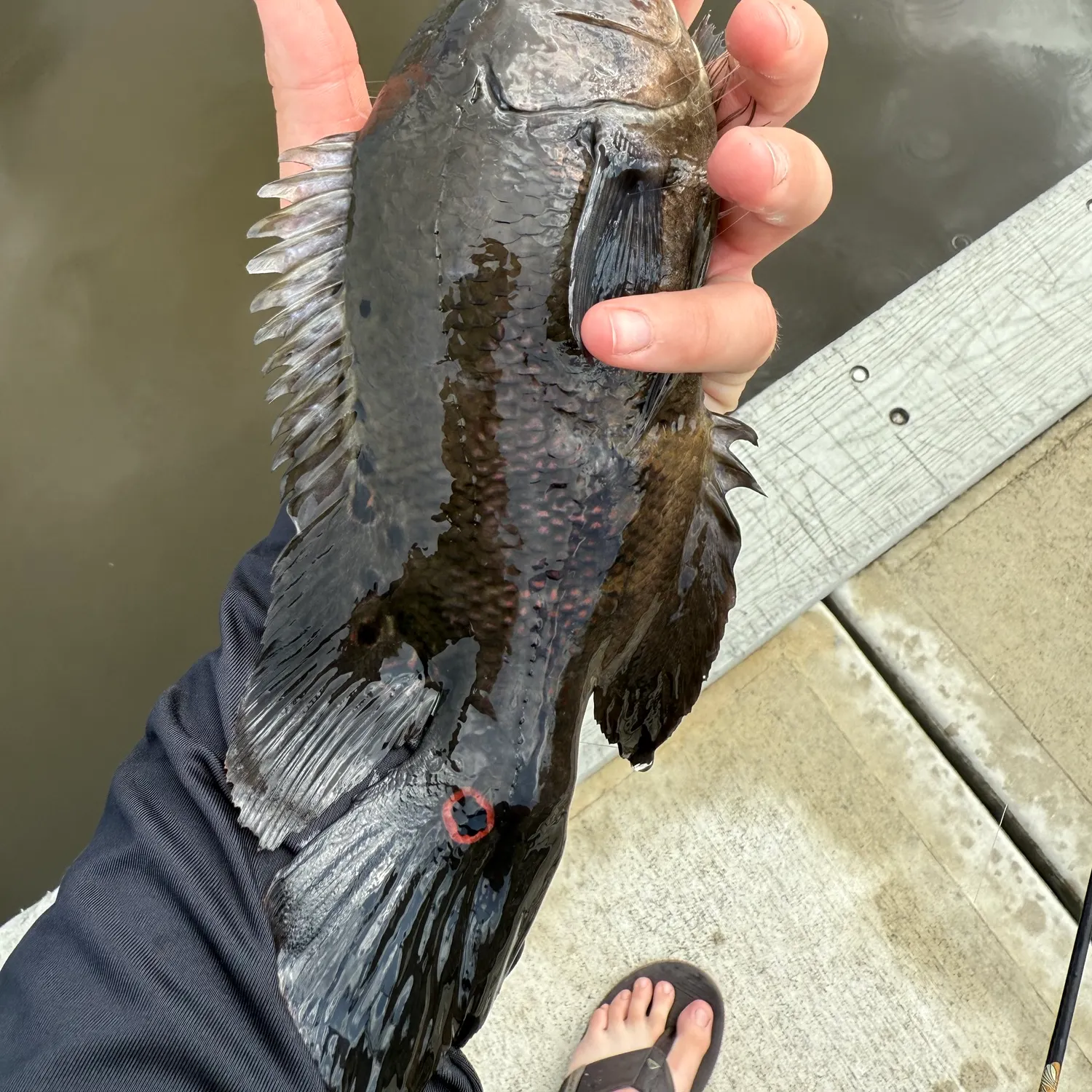 The most recent Oscar catches on Fishbrain