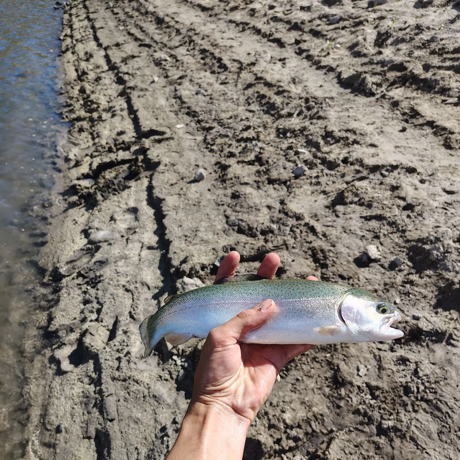 Rainbow trout caught on Fishbrain