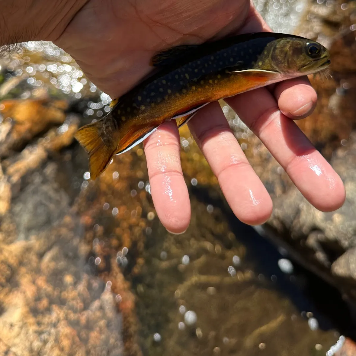 Brook trout caught on Fishbrain