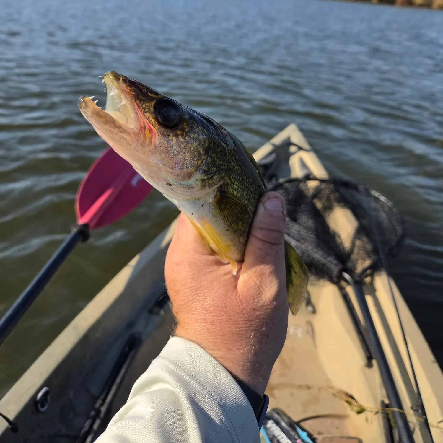 Walleye caught on Fishbrain