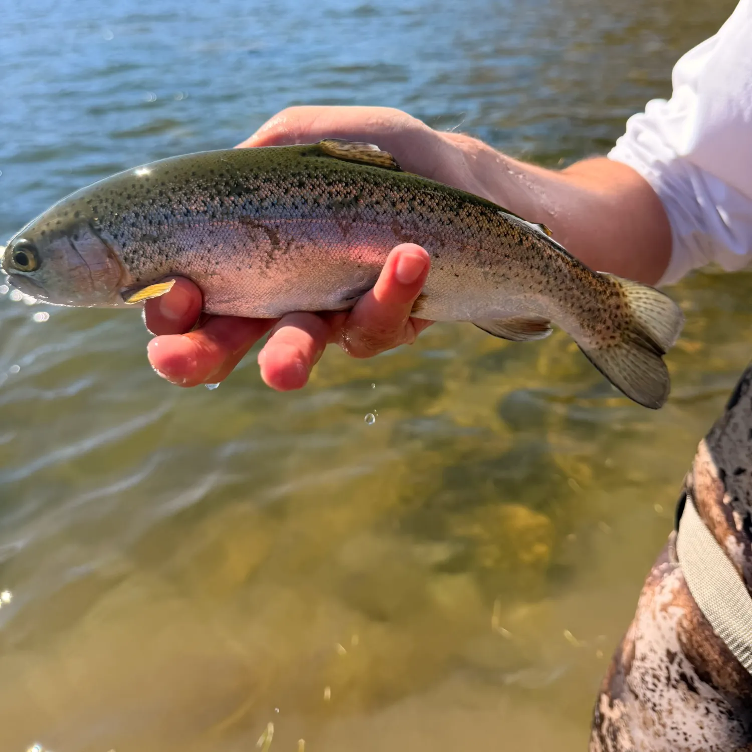 Rainbow trout caught on Fishbrain