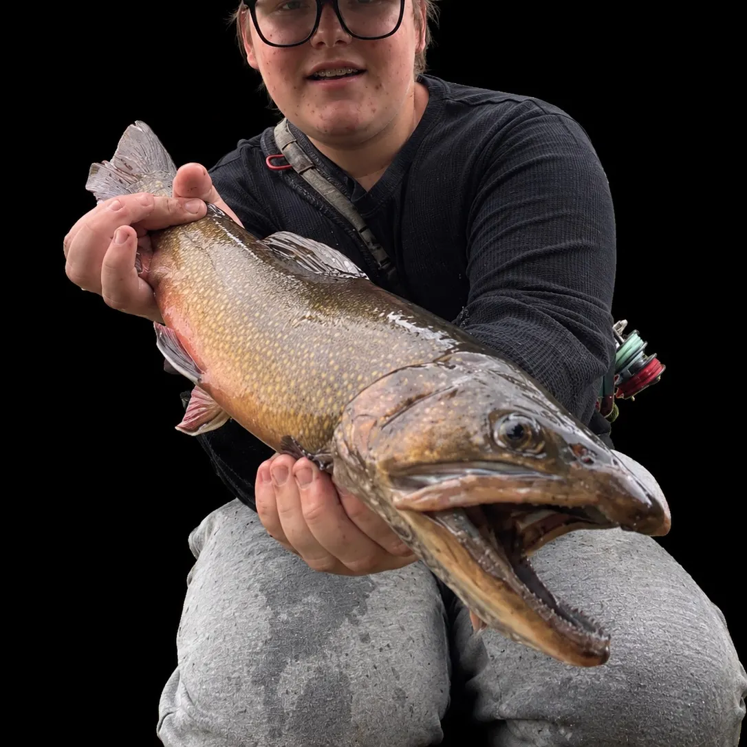 Brook trout caught on Fishbrain