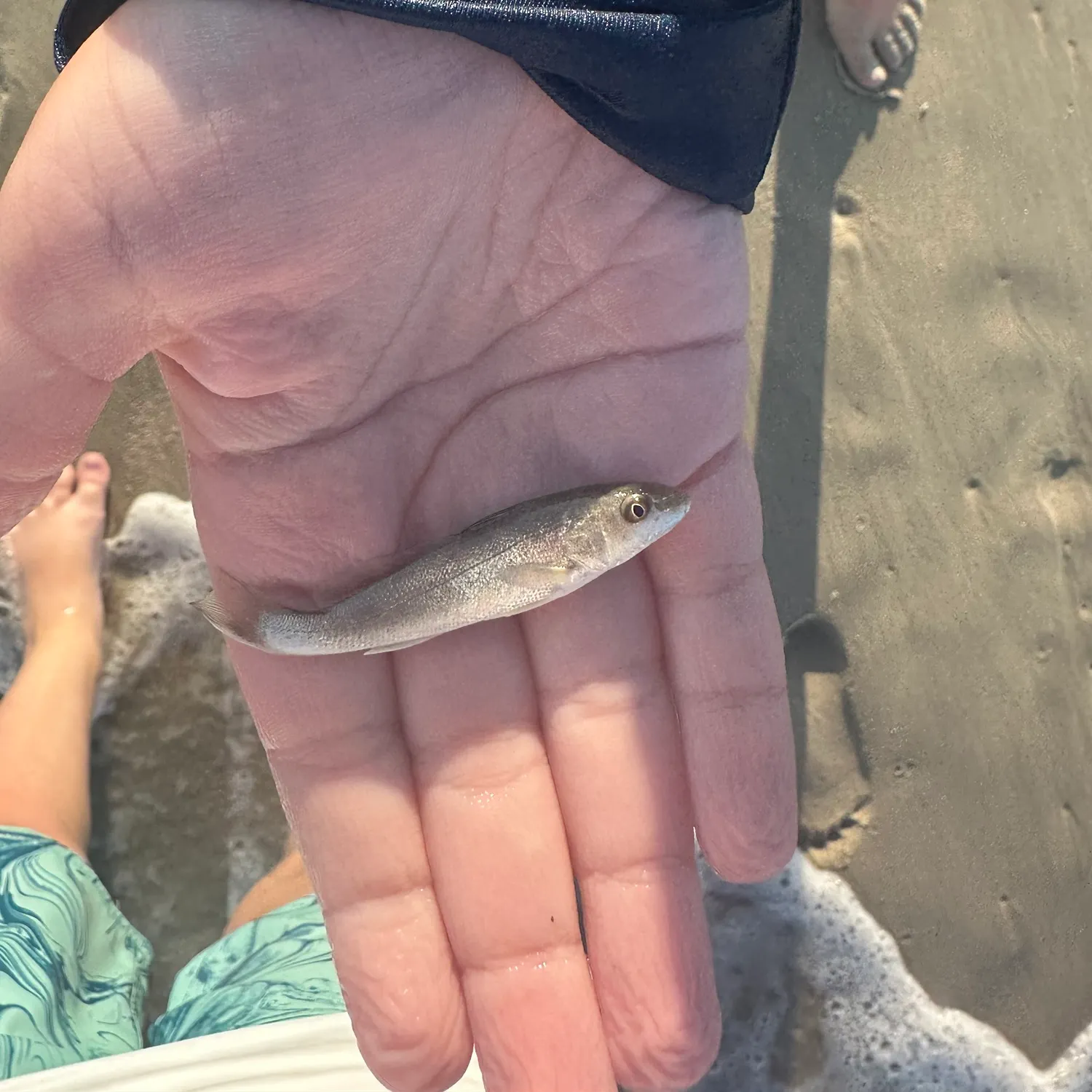 Gray weakfish caught on Fishbrain