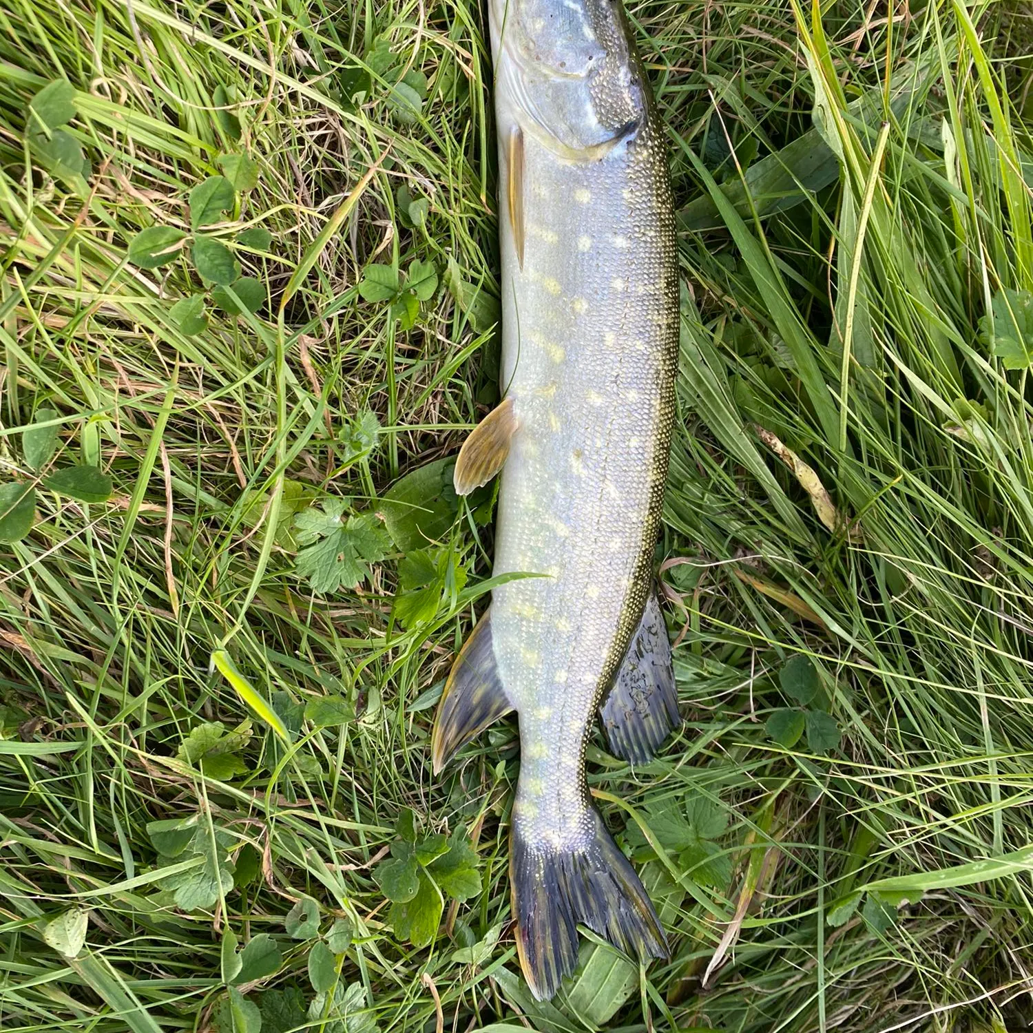 angler catch
