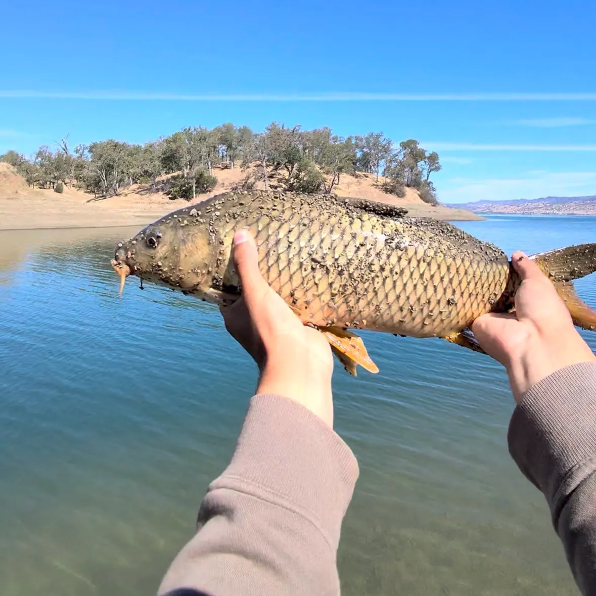 Common carp caught on Fishbrain