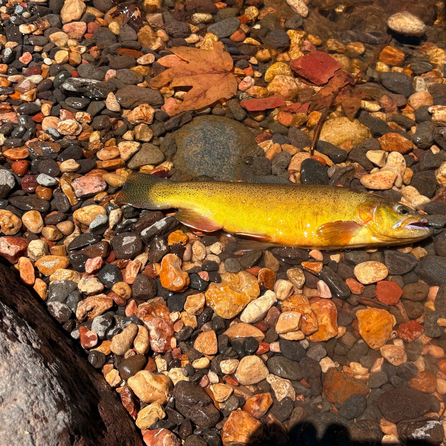 The most recent Gila trout catches on Fishbrain