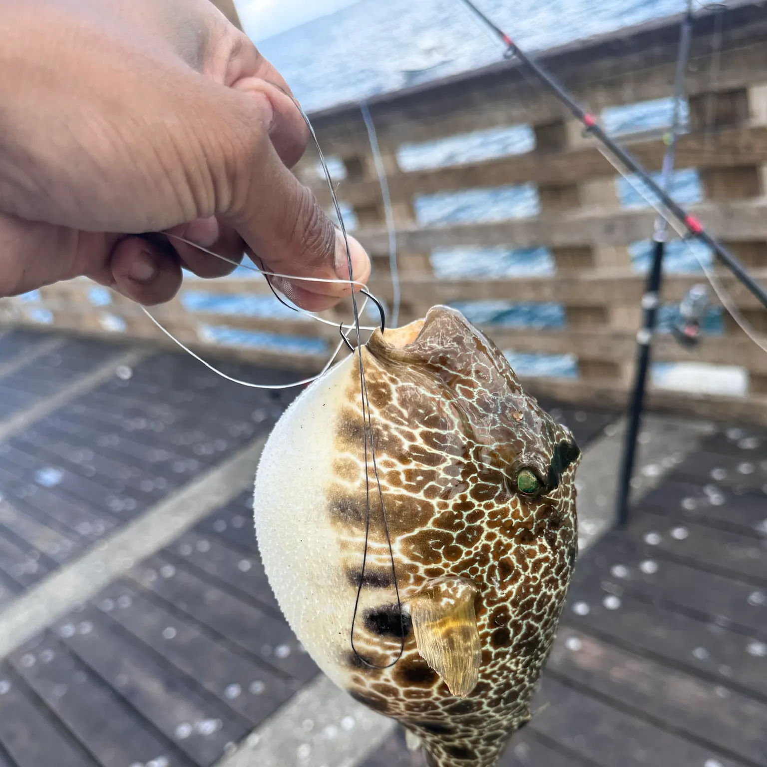 The most recent Spider-eye puffer catches on Fishbrain