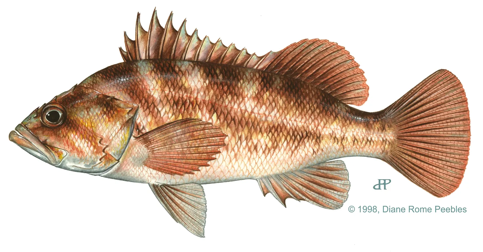 Copper rockfish