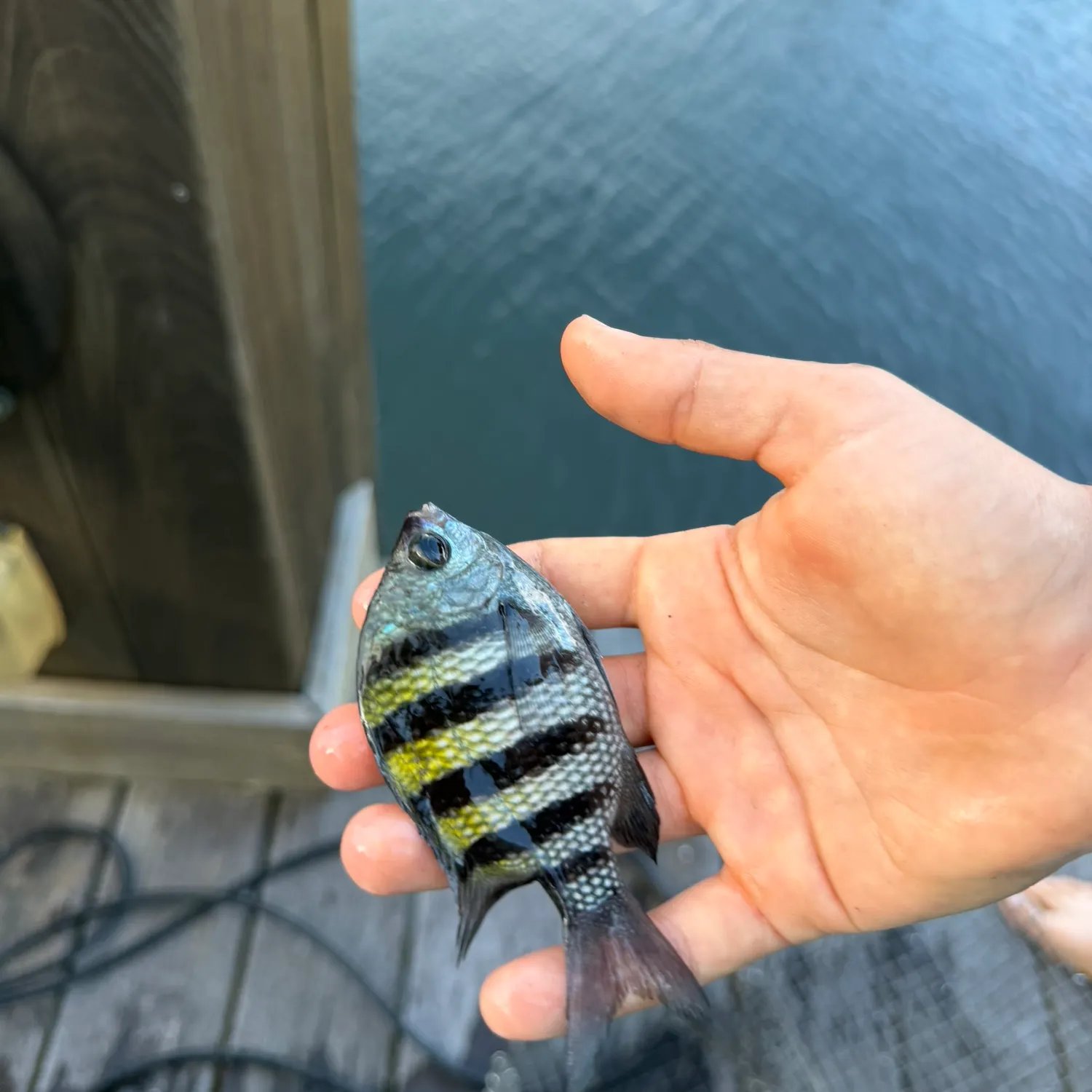 The most recent Panamic sergeant major catches on Fishbrain