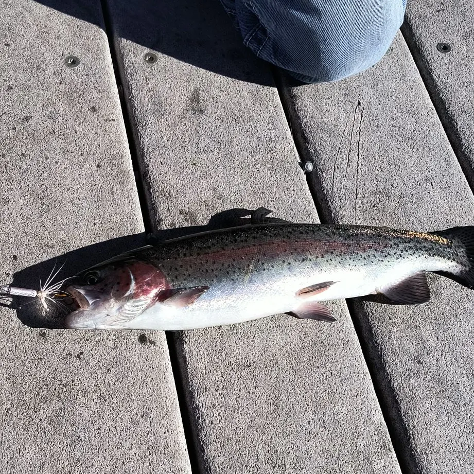 Rainbow trout caught on Fishbrain