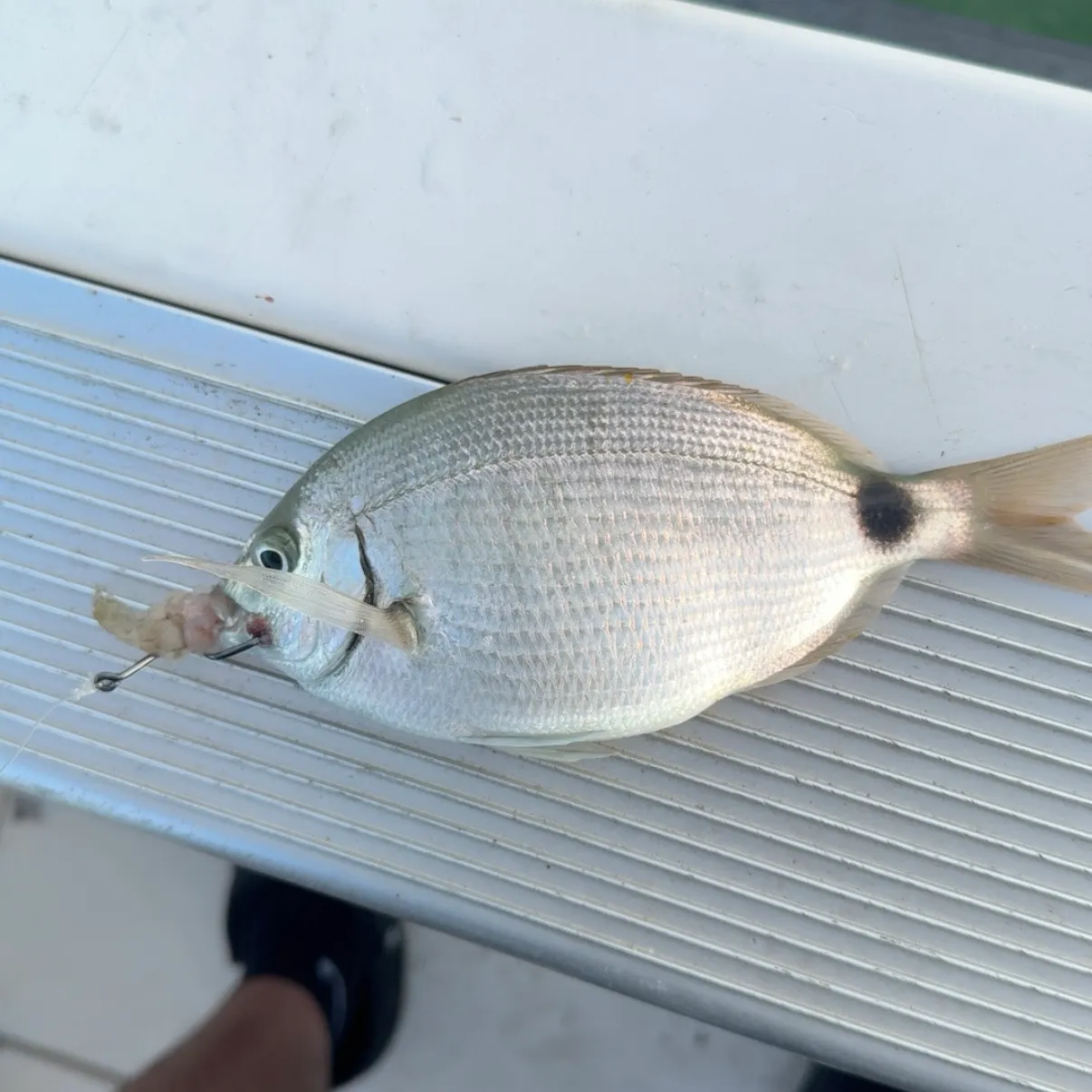 The most recent Spottail seabream catches on Fishbrain