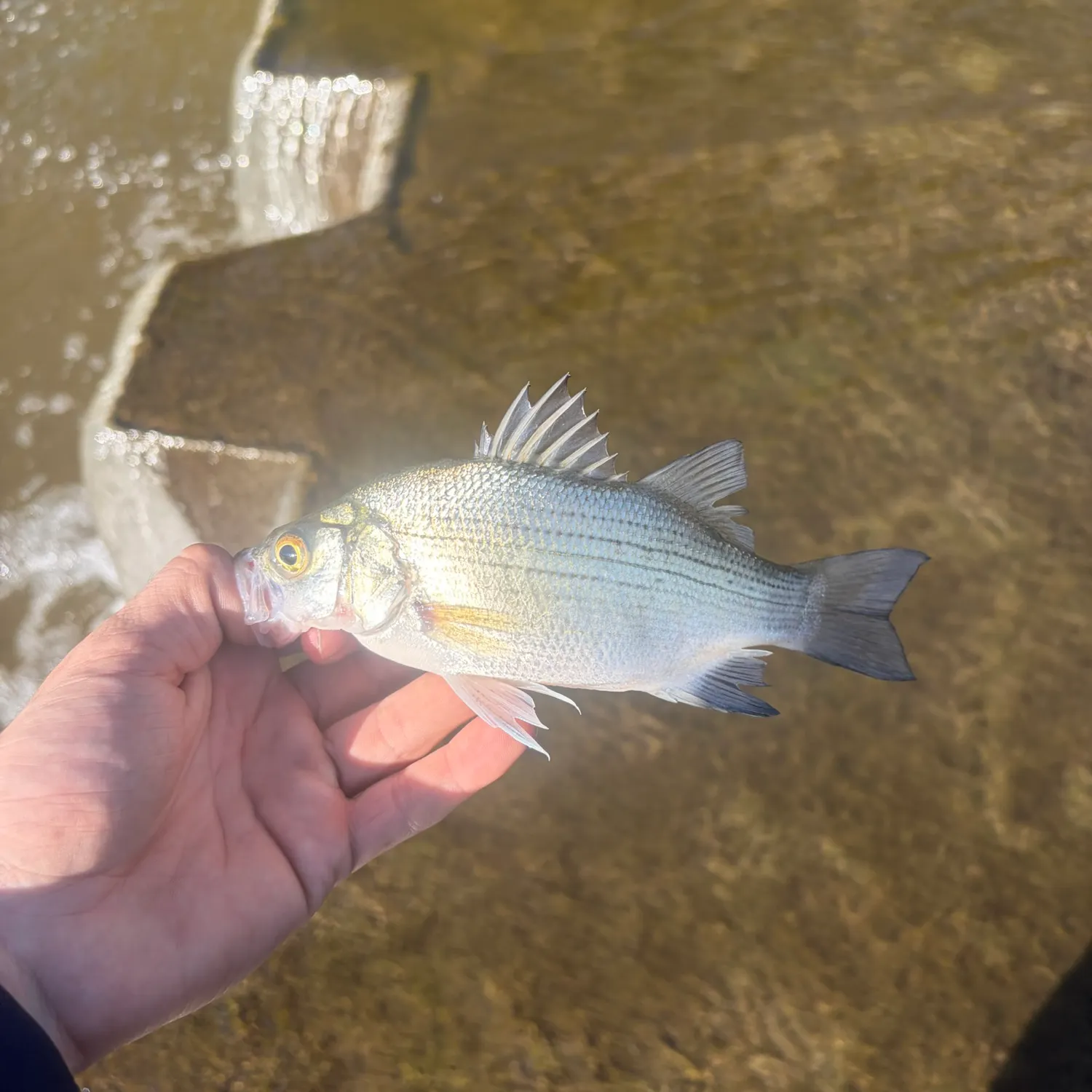 White bass caught on Fishbrain