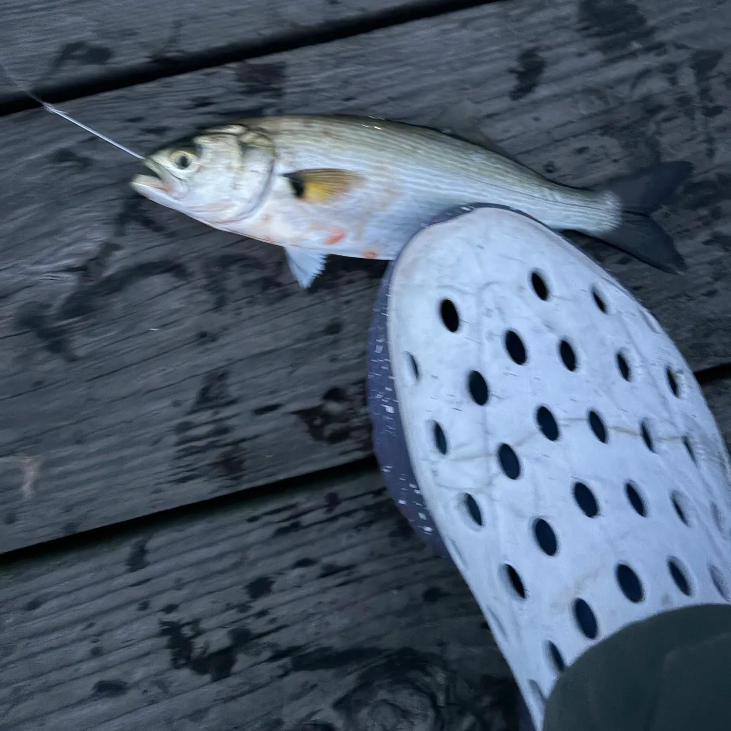Bluefish caught on Fishbrain