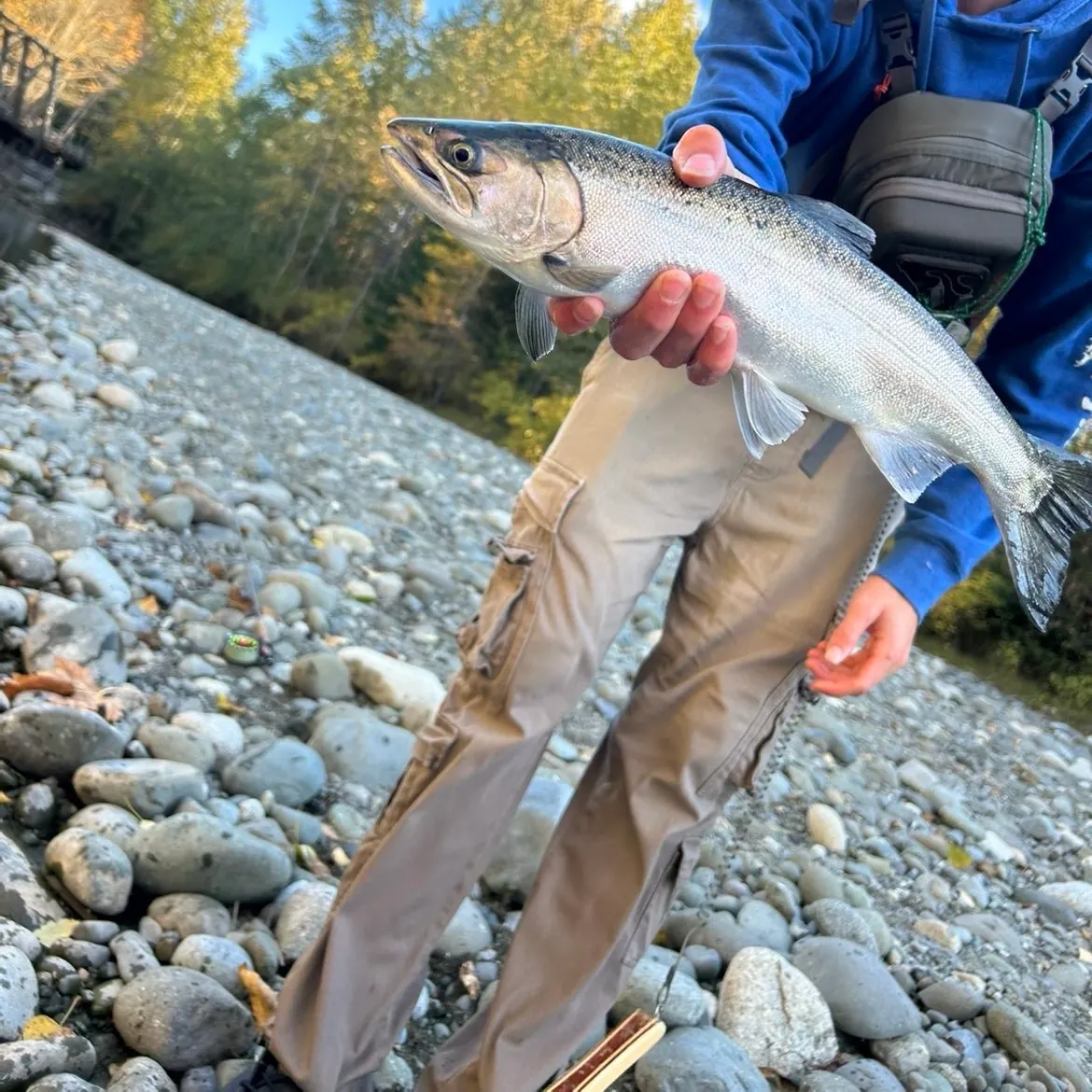 Coho salmon caught on Fishbrain