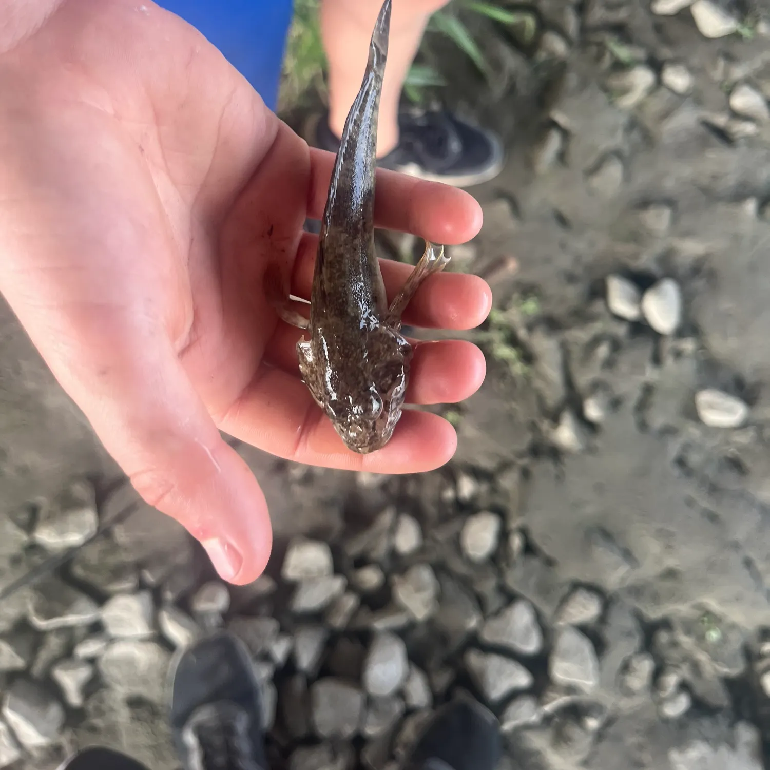 Prickly sculpin caught on Fishbrain
