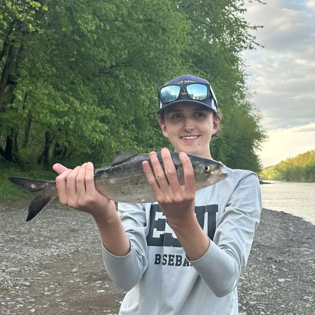 The most recent Hickory shad catches on Fishbrain