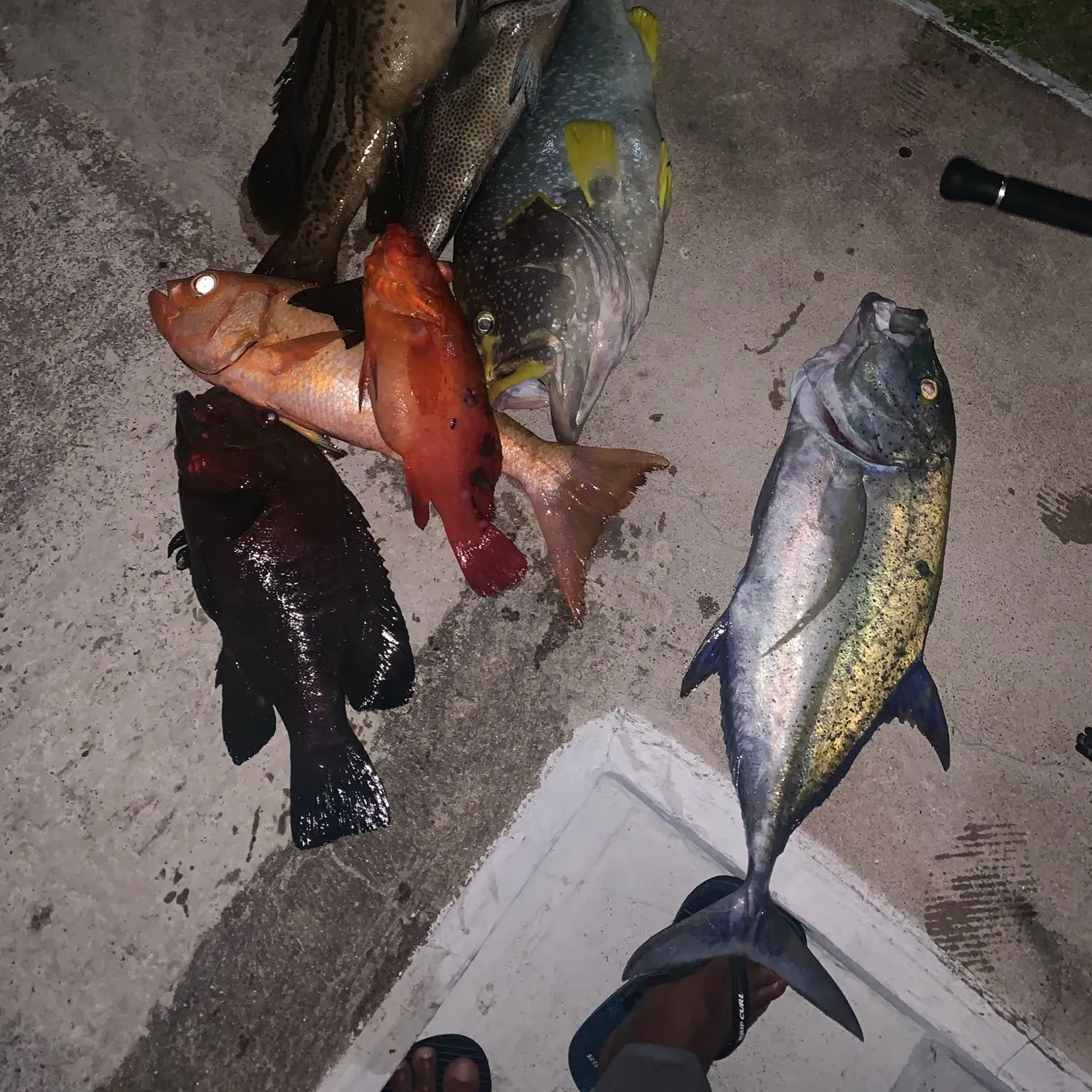 recently logged catches