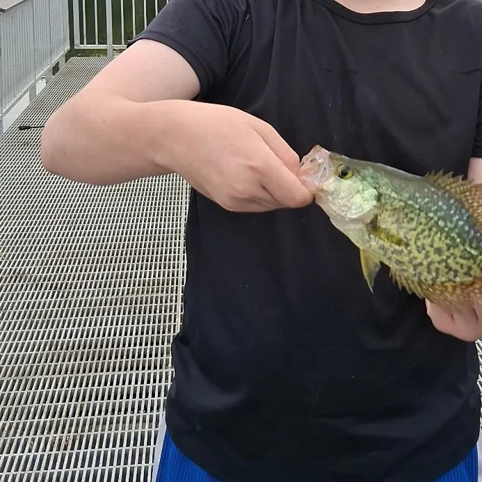 Black crappie caught on Fishbrain