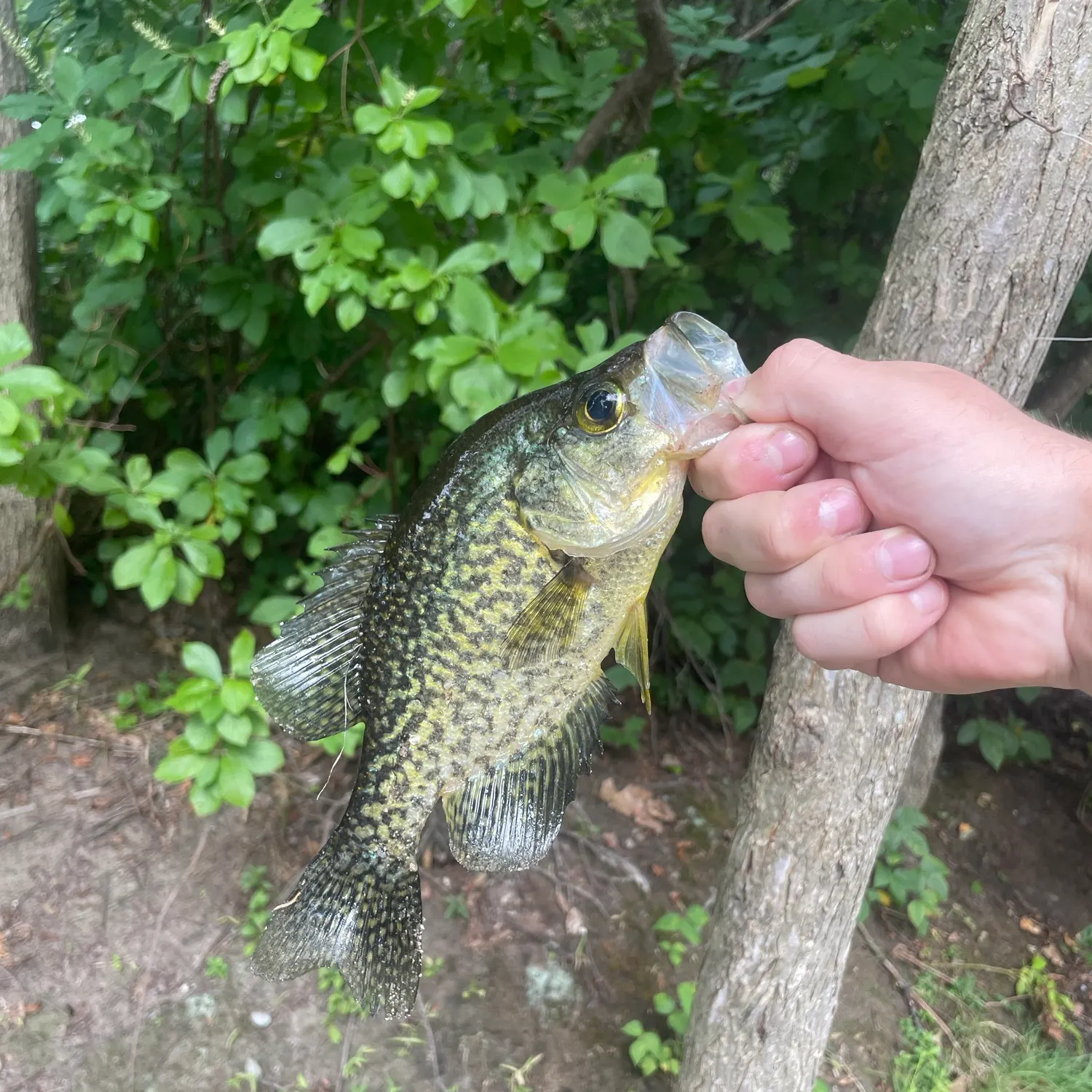 Black crappie caught on Fishbrain