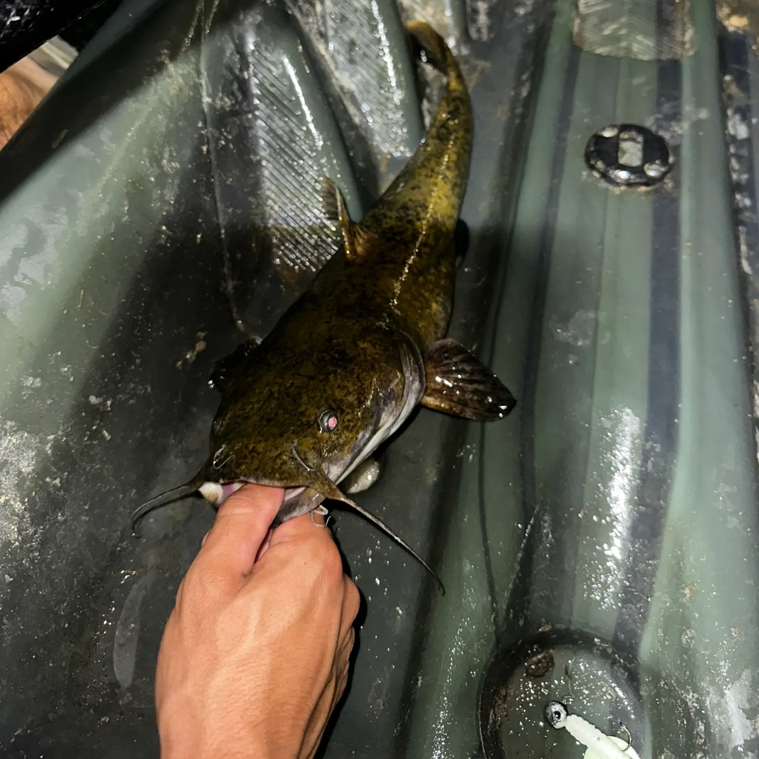 Flathead catfish caught on Fishbrain