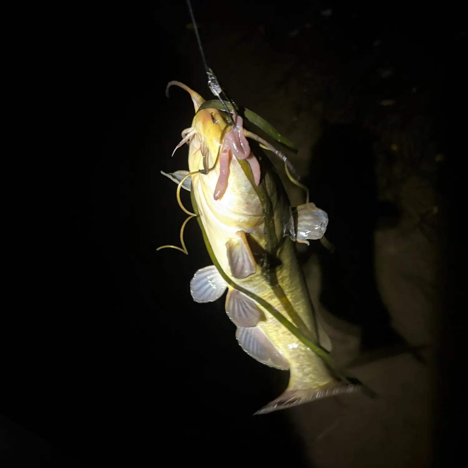 Brown bullhead caught on Fishbrain