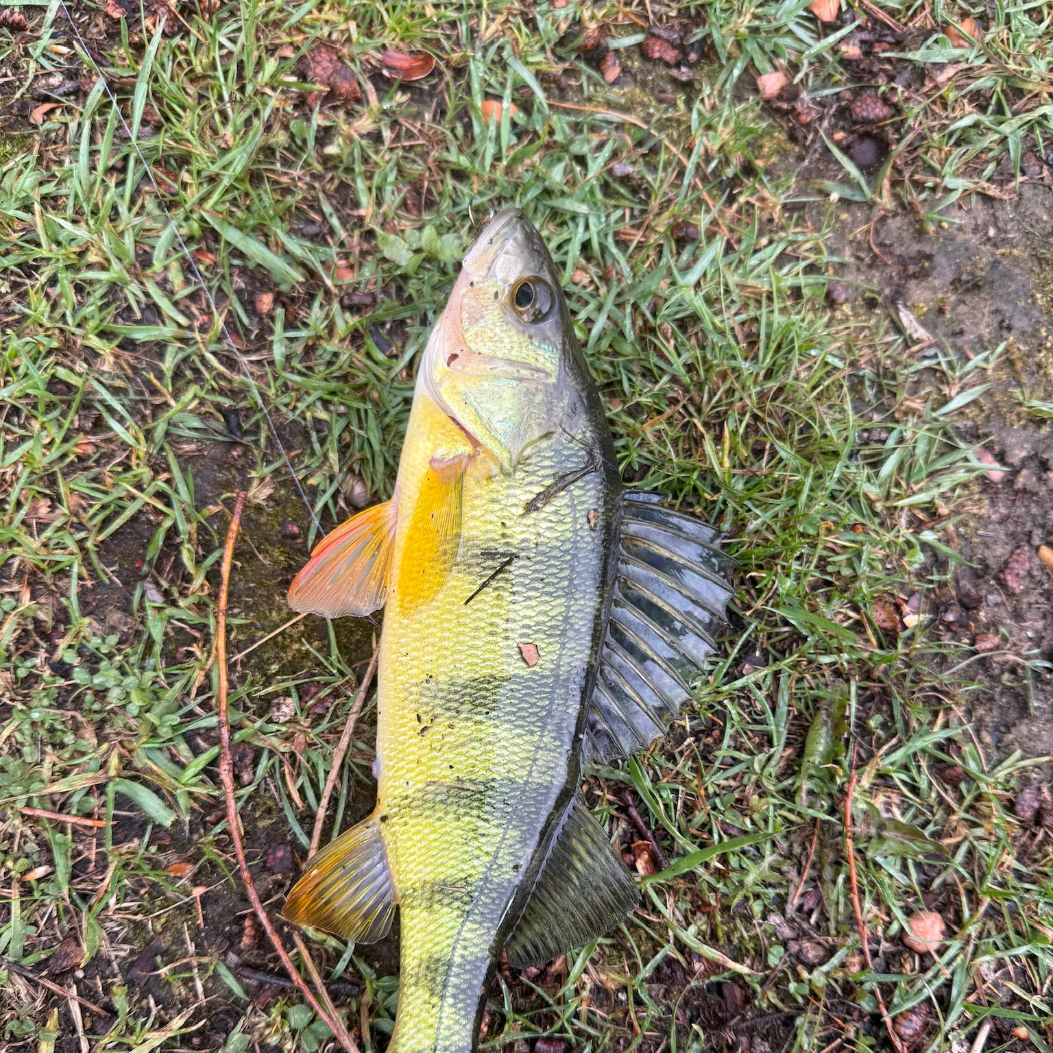 The most recent Yellow perch catches on Fishbrain