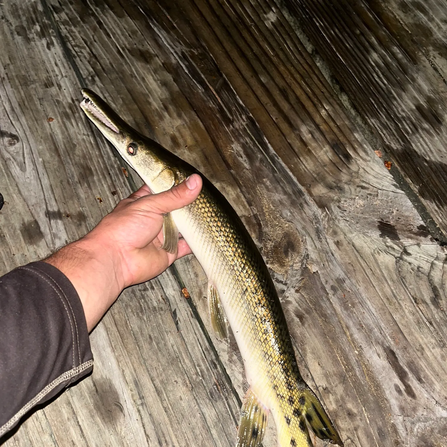 The most recent Shortnose gar catches on Fishbrain