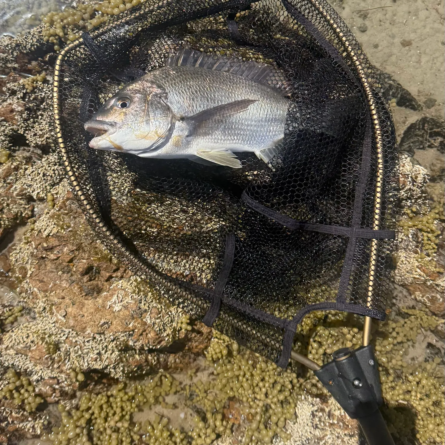 Southern black bream caught on Fishbrain