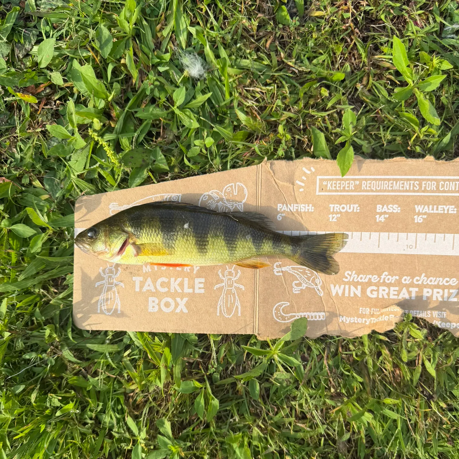 Yellow perch caught on Fishbrain