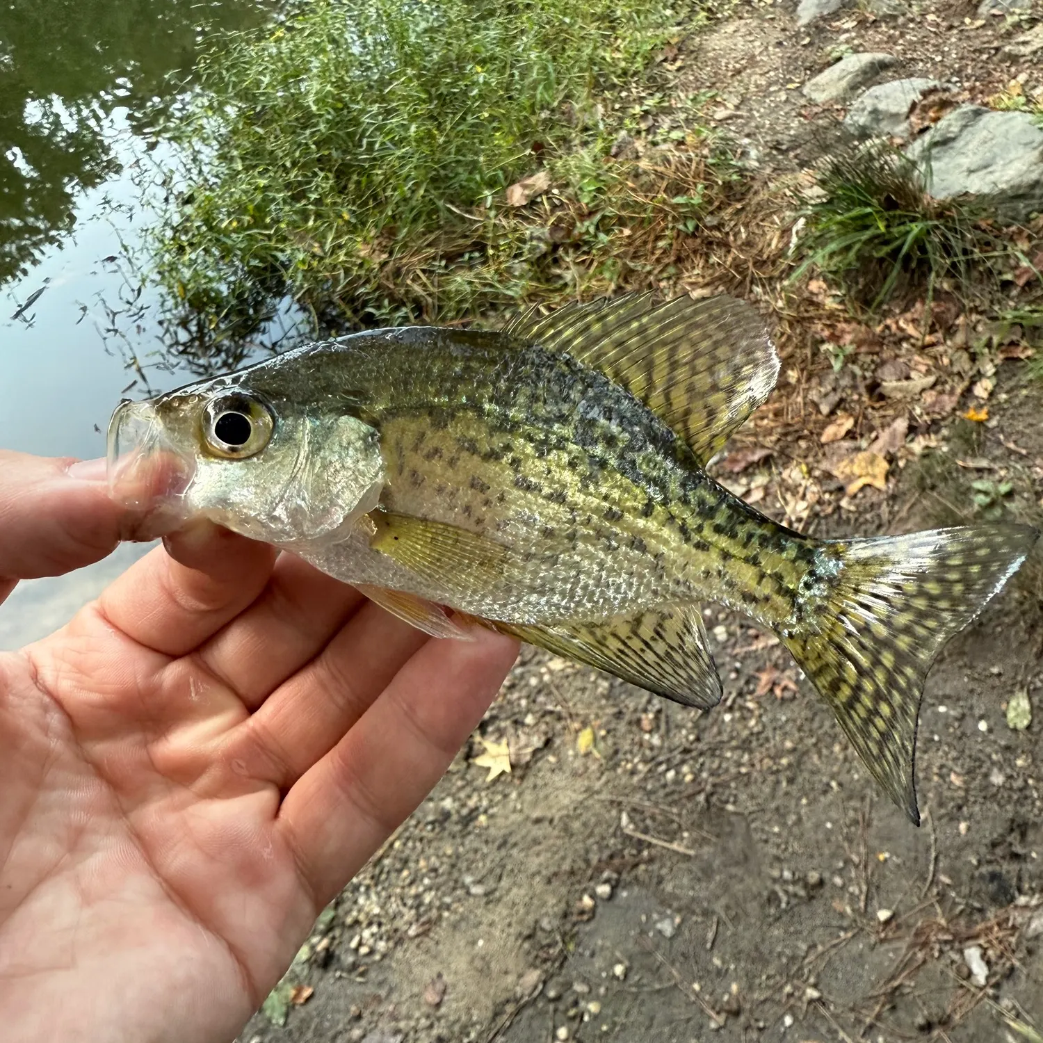 Black crappie caught on Fishbrain
