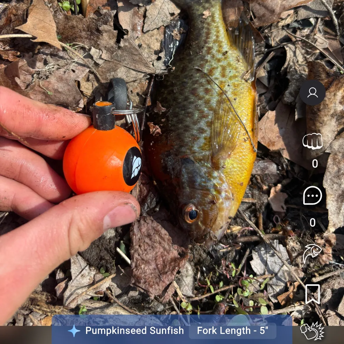 The most recent Pumpkinseed catches on Fishbrain