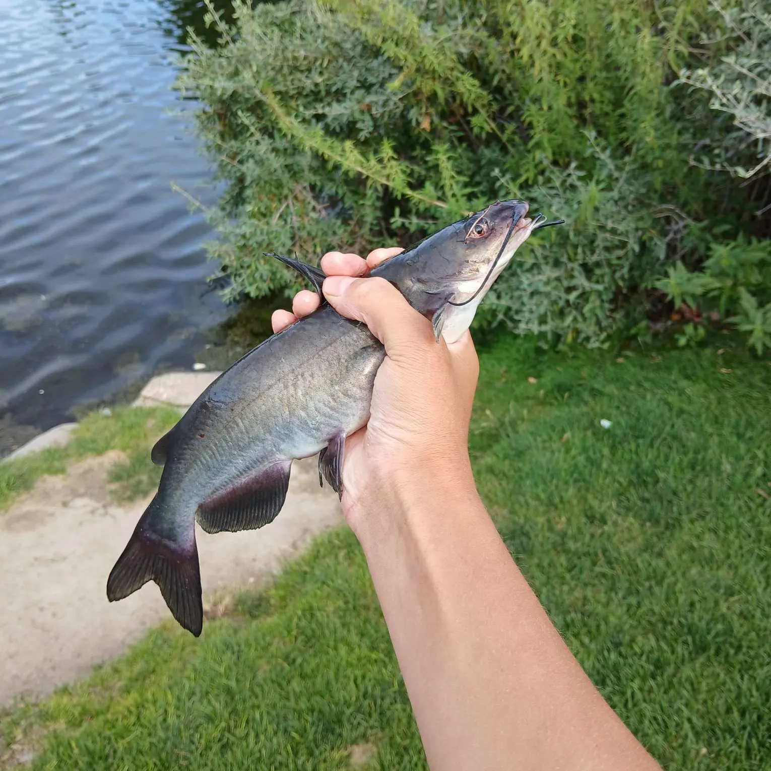 catch