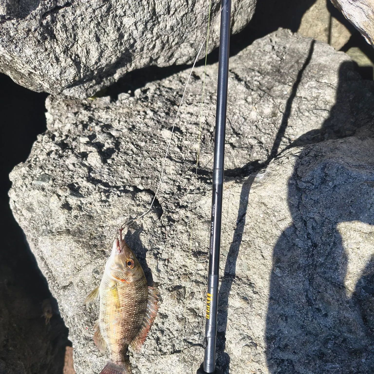 The most recent Trumpet emperor catches on Fishbrain