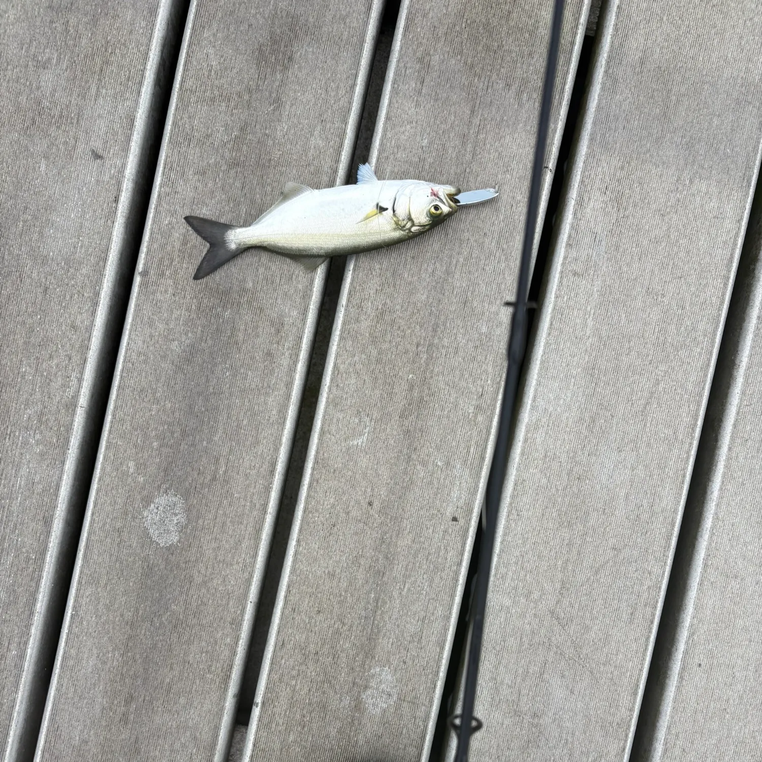 Bluefish caught on Fishbrain