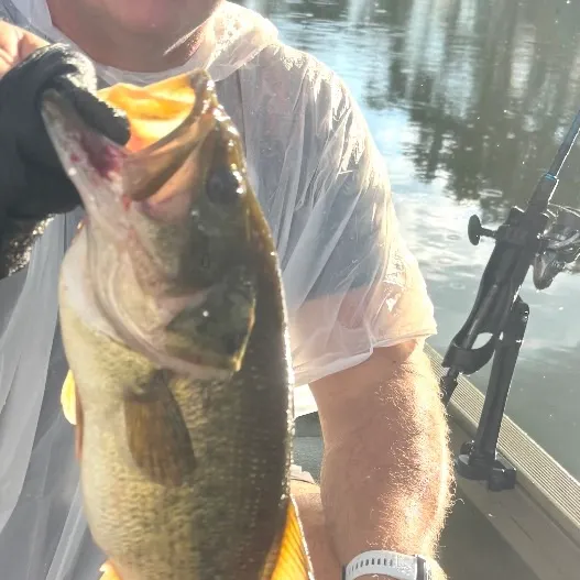 Largemouth bass caught on Fishbrain