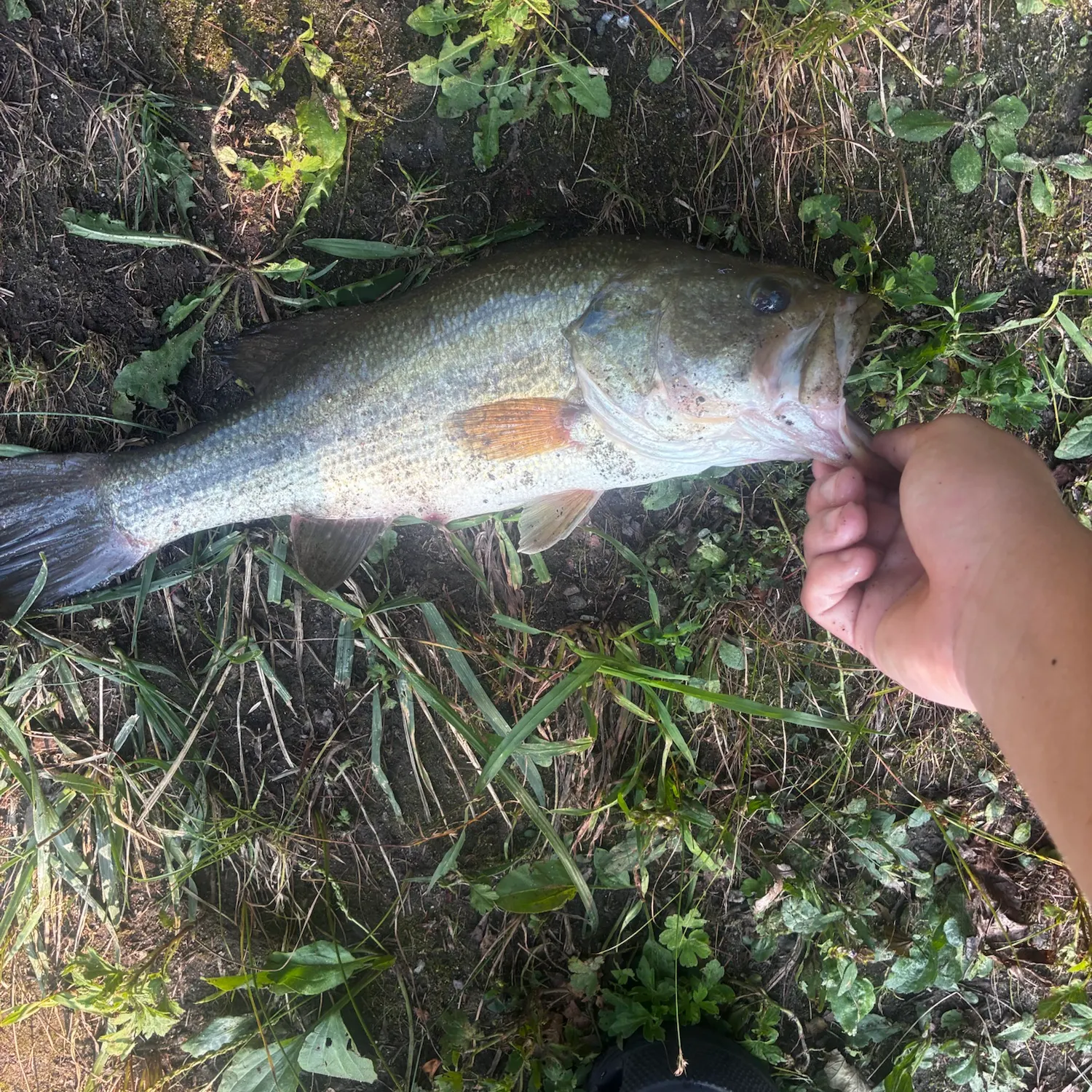 Largemouth bass caught on Fishbrain