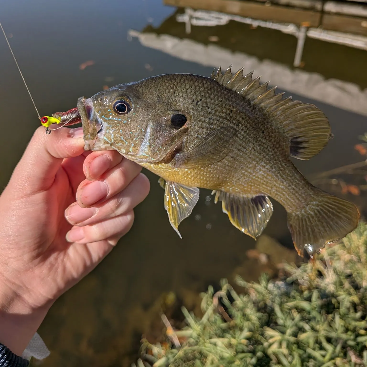 Green sunfish caught on Fishbrain