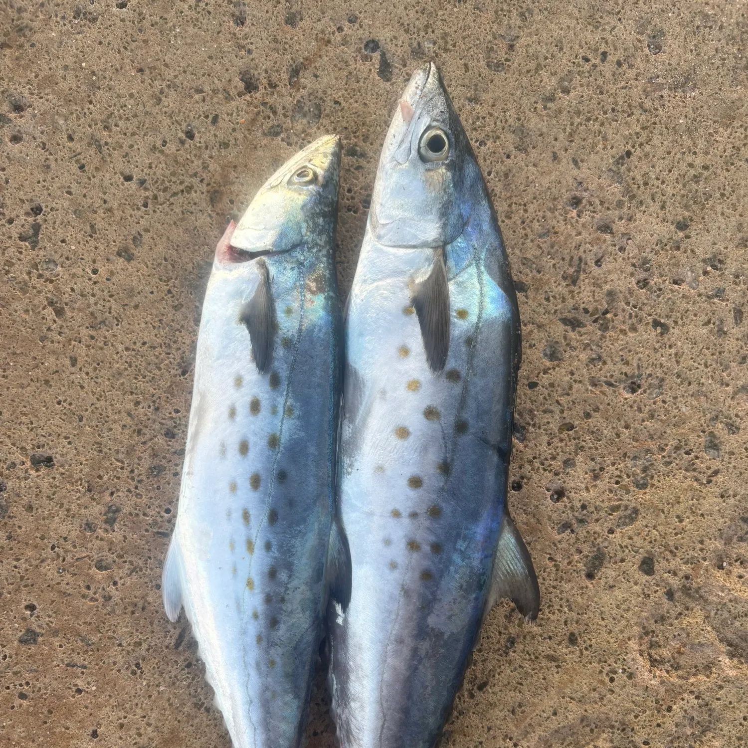 Spanish mackerel caught on Fishbrain