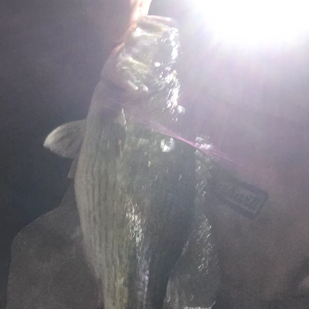 The most recent Spotted bass catches on Fishbrain