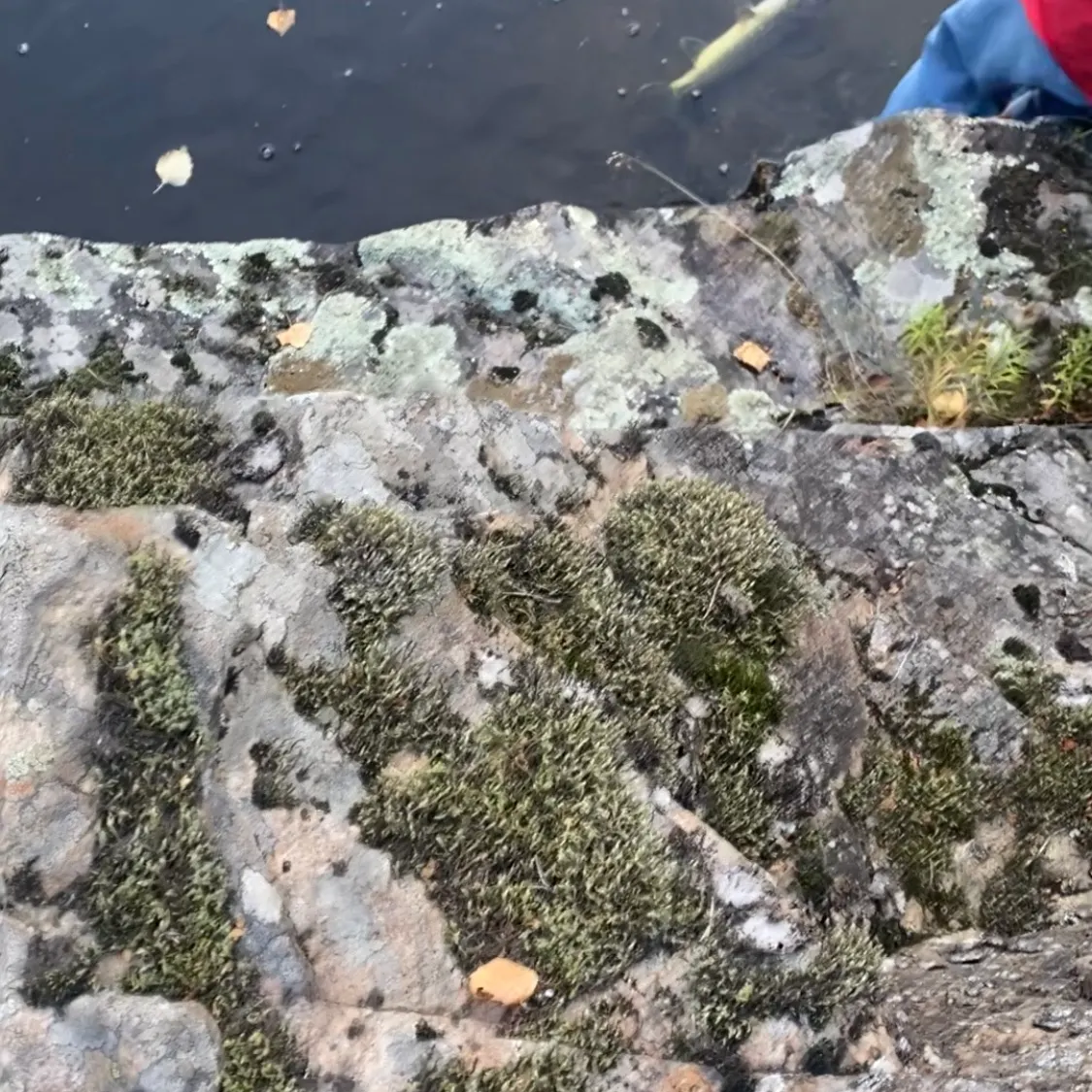 Northern pike caught on Fishbrain