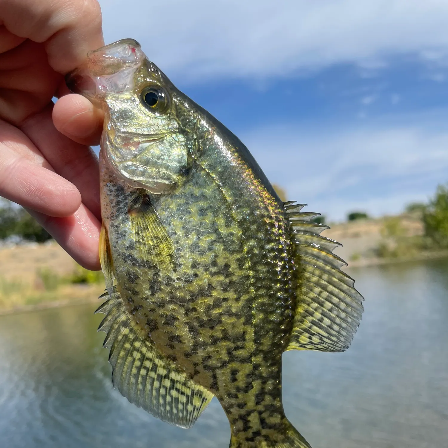 Black crappie caught on Fishbrain