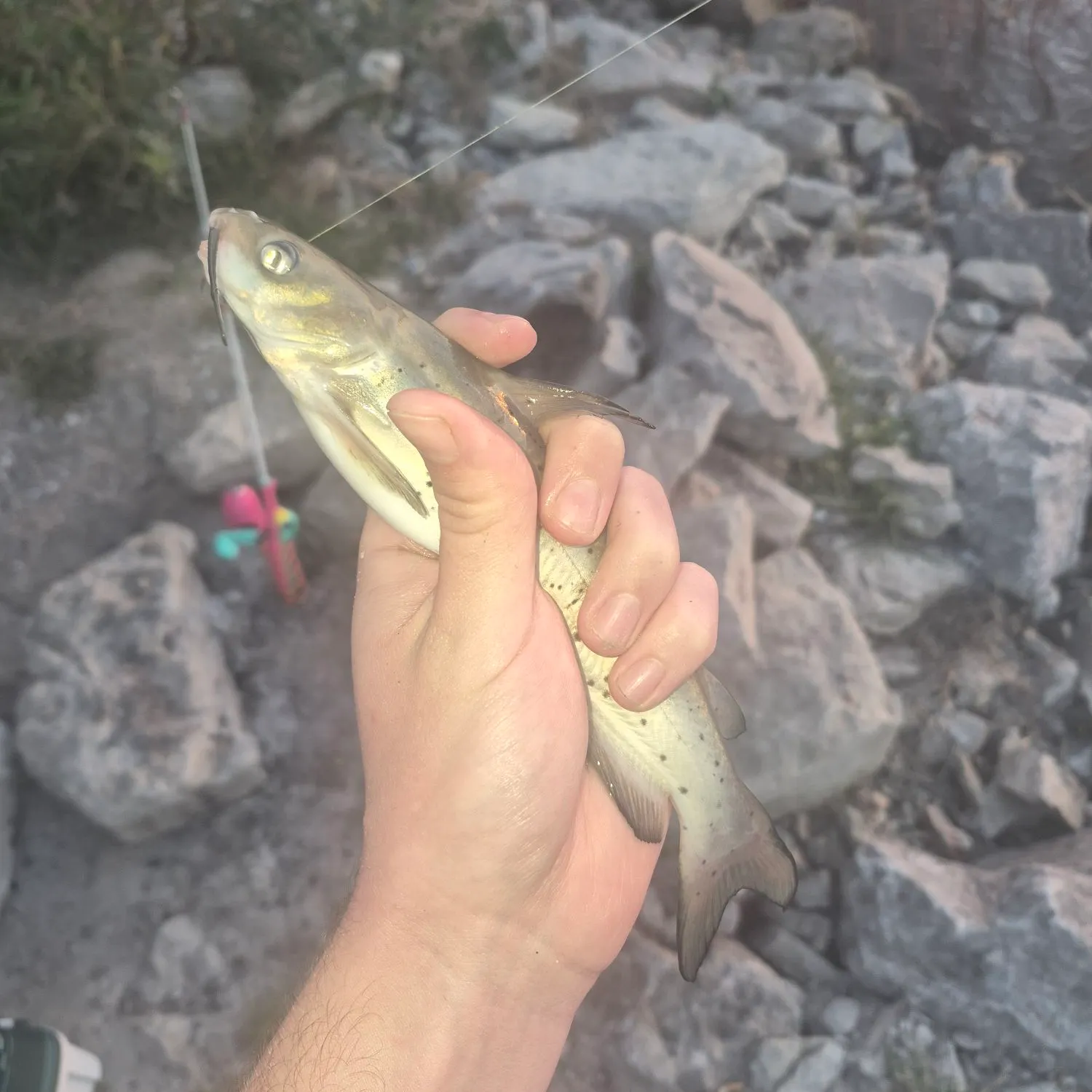 Channel catfish caught on Fishbrain