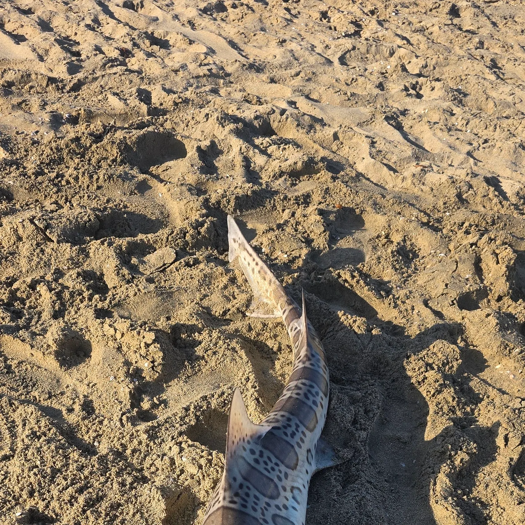 The most recent Leopard shark catches on Fishbrain